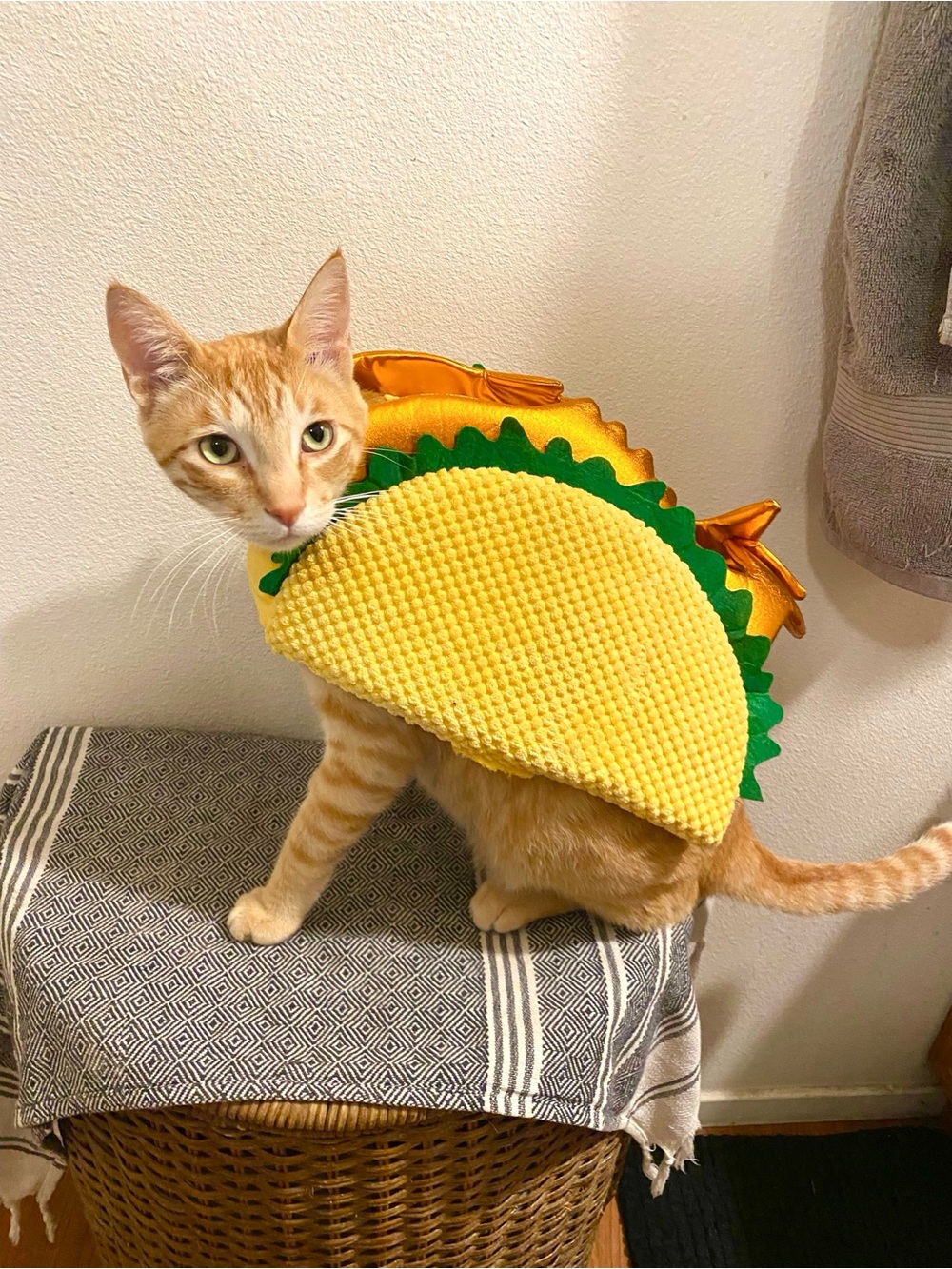 Yellow Taco Plush Pet Costume with Green Lettuce And Fish Detail Small